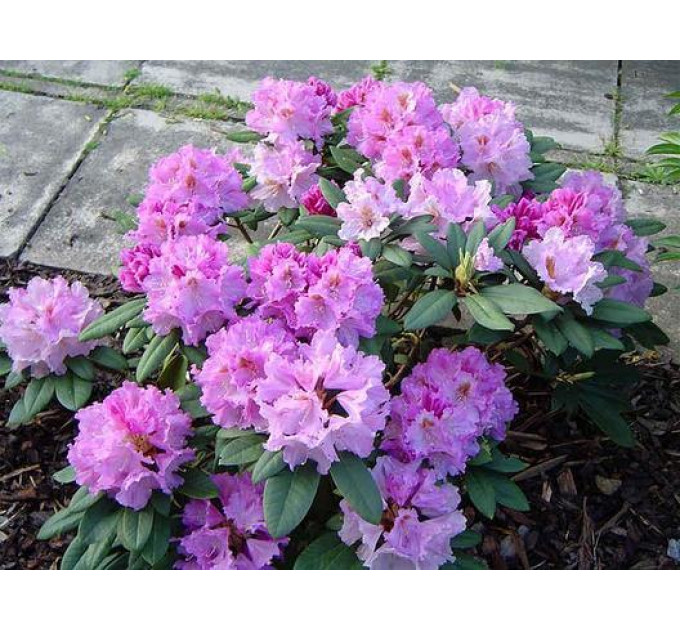 Рододендрон сорт Caroline Allbrook 1 летний, конт. 2 л