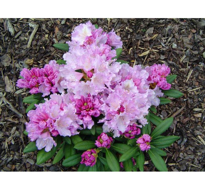 Рододендрон сорт Caroline Allbrook 1 летний, конт. 2 л