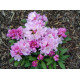 Рододендрон сорт Caroline Allbrook 1 летний, конт. 2 л