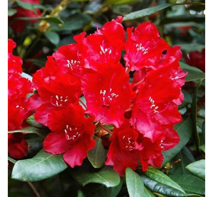 Рододендрон сорт Red Jack, 1 лет горшок 1.5 л