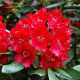 Рододендрон сорт Red Jack, 1 лет горшок 1.5 л