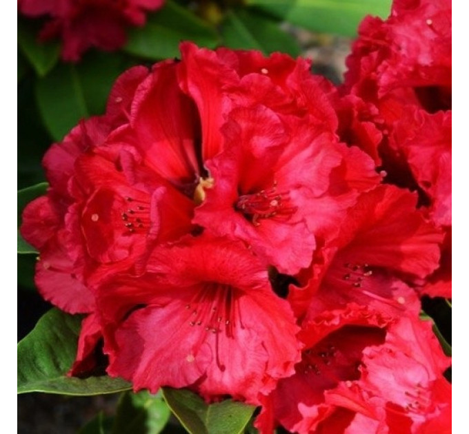 Рододендрон сорт Red Jack, 1 лет горшок 1.5 л