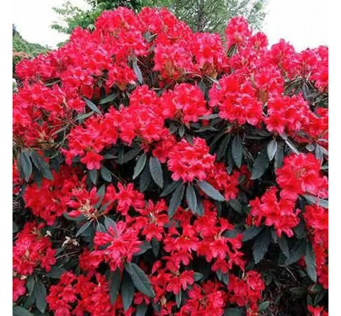 Саженцы рододендрона сорт "Dotella" 1 летние, конт. P9