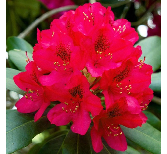 Саженцы рододендрона сорт "Dotella" 1 летние, конт. P9