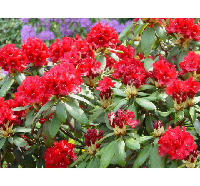 Саженцы рододендрона сорт "Dotella" 1 летние, конт. P9