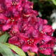 Рододендрон сорт Kali 1 летний, конт. P9