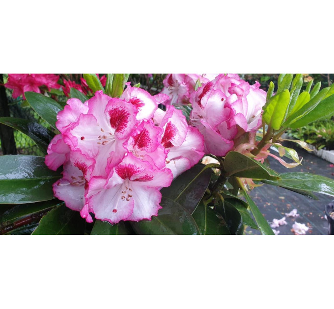 Рододендрон сорт Cherry Cheesecake 1 летний, конт. 2 л