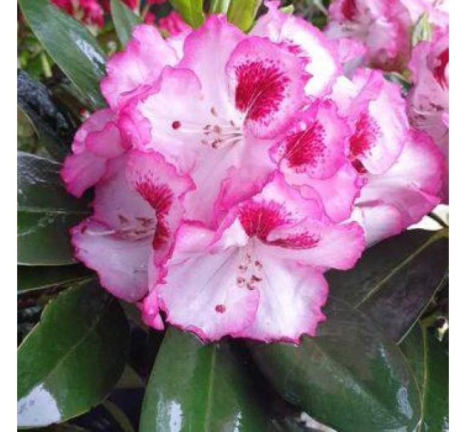 Рододендрон сорт Cherry Cheesecake 1 летний, конт. 2 л