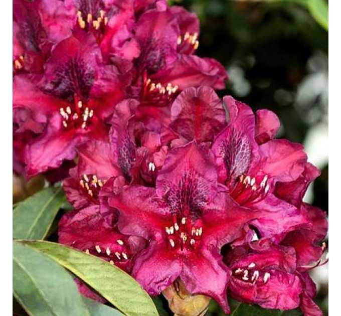 Рододендрон сорт Kali 1 летний, конт. 2 л