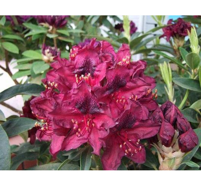 Рододендрон сорт Kali 1 летний, конт. 2 л