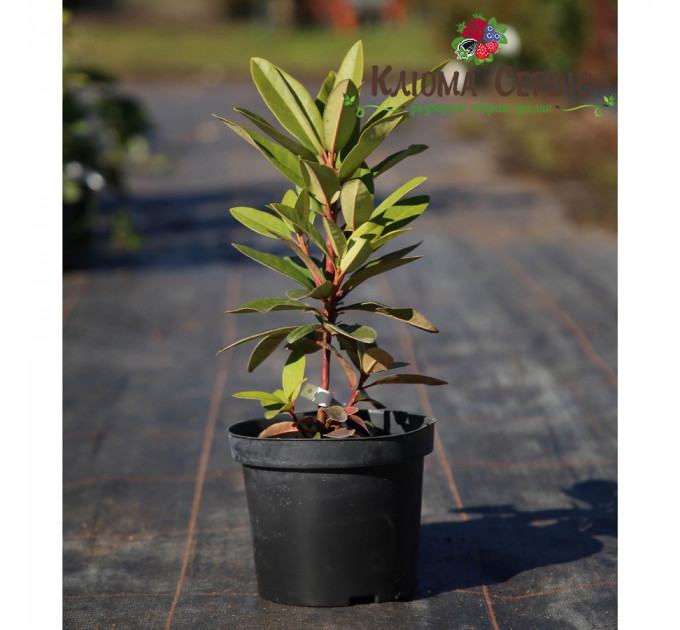 Рододендрон сорт Kali 1 летний, конт. 2 л