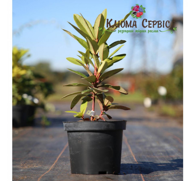 Рододендрон сорт Kali 1 летний, конт. 2 л