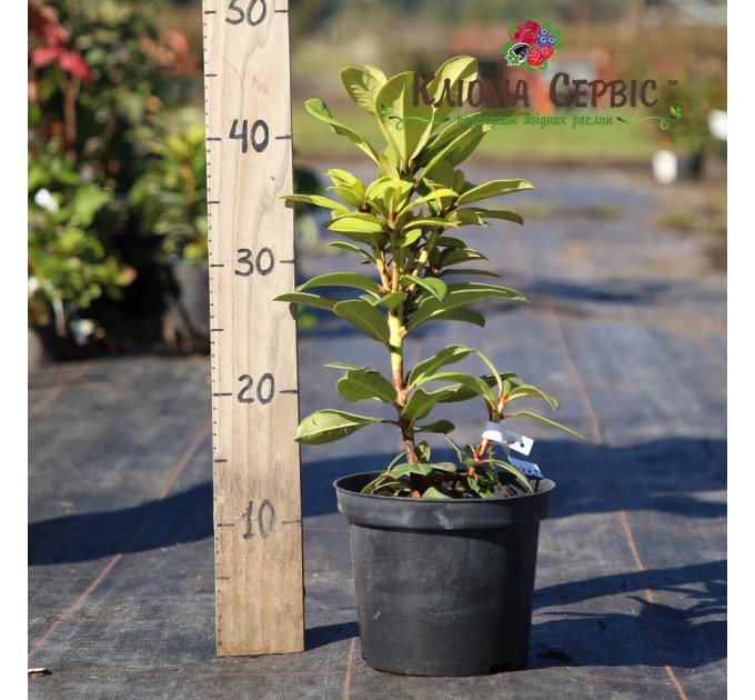 Рододендрон сорт Kali 1 летний, конт. 2 л