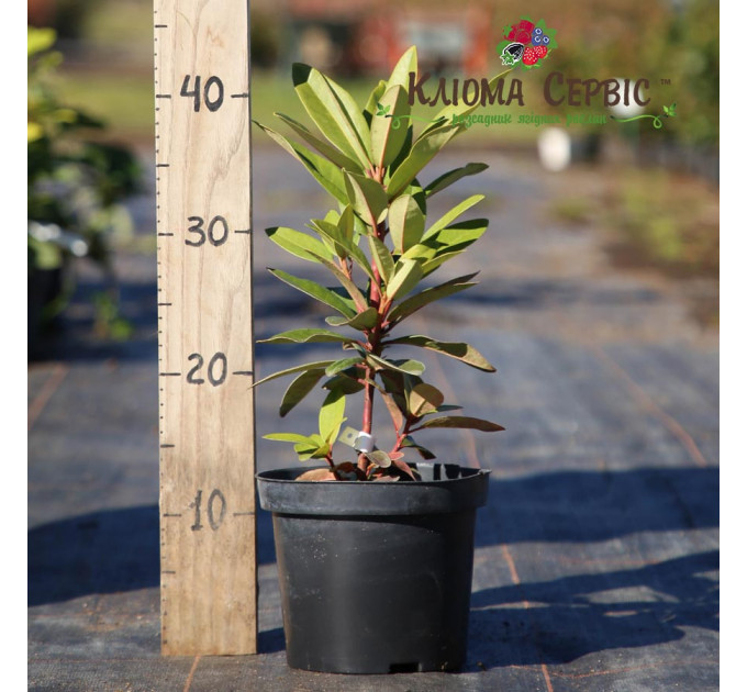 Рододендрон сорт Kali 1 летний, конт. 2 л