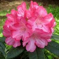 Рододендрон сорт «Emanuela» 1 летний, конт. P9 Рододендрон сорт «Emanuela» 1 летний, конт. P9