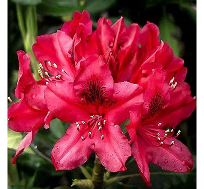 Рододендрон «Nova zembla», конт. 5 л