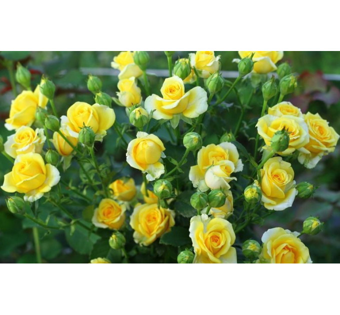 Роза спрей Сан Сити