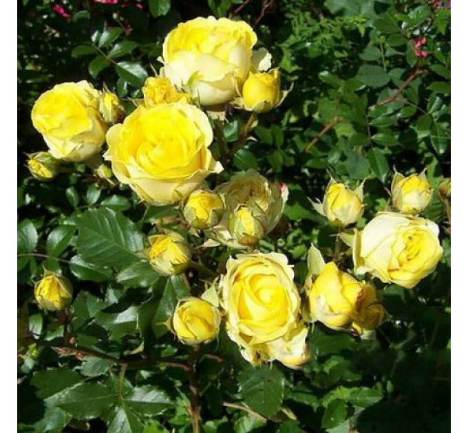 Роза спрей Сан Сити