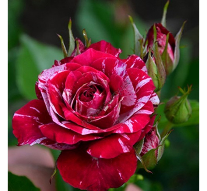 Роза бордюрная Арроу Фолиес