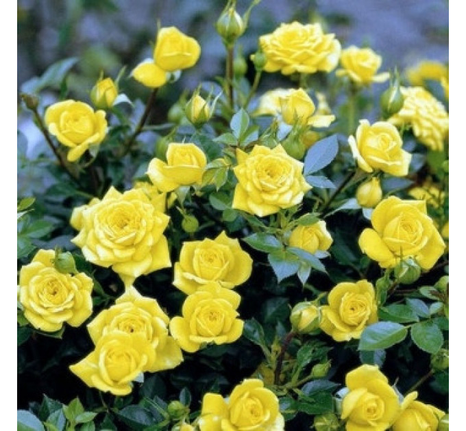 Роза бордюрная Желтая кукла (Yellow doll)