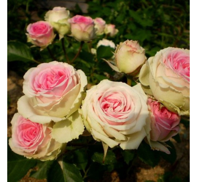 Роза спрей Мими Эден