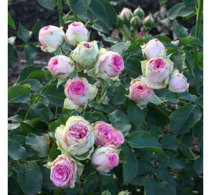 Роза спрей Мими Эден