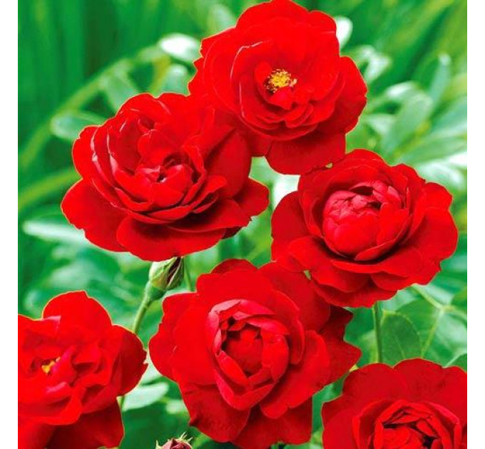 Роза флорибунда Лили Марлен