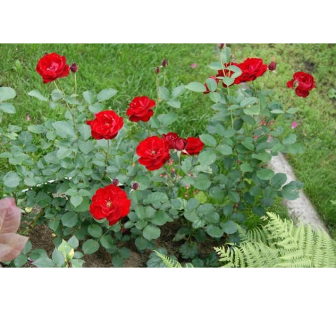 Роза флорибунда Лили Марлен