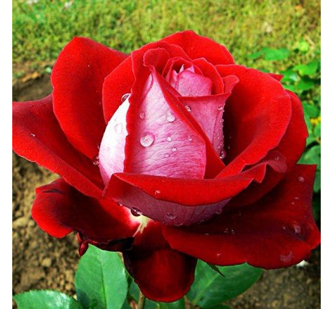 Роза флорибунда Альянс