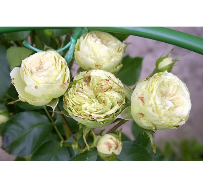 Роза флорибунда Лавли Грин