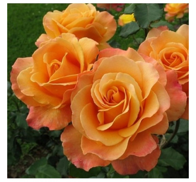 Роза флорибунда Лолита