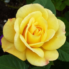 Саженцы роз сорт Arthur Bell (Артур Белл)