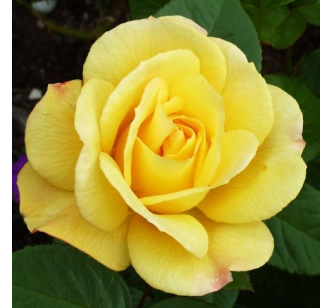 Саженцы роз сорт Arthur Bell (Артур Белл)