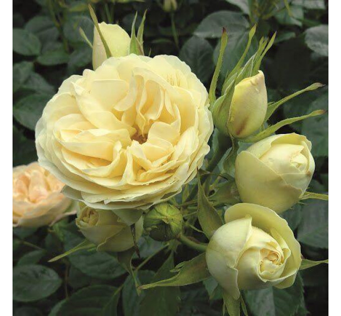 Роза флорибунда Лемон Ваза (Lemon Vaza)