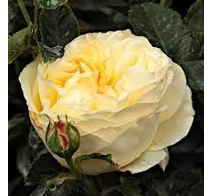 Роза флорибунда Лемон Ваза (Lemon Vaza)