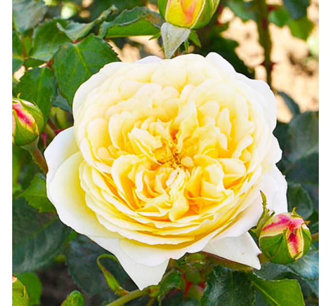 Роза флорибунда Лемон Ваза (Lemon Vaza)