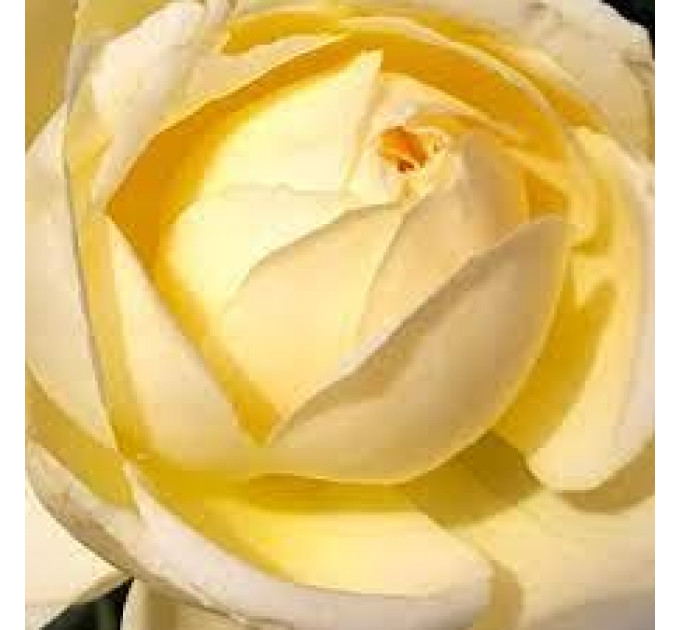 Роза флорибунда Лемон Ваза (Lemon Vaza)