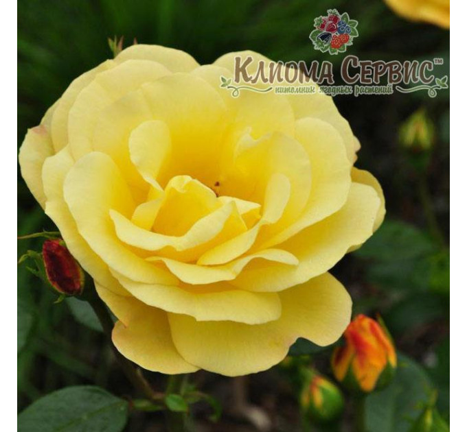 Саженцы роз сорт Arthur Bell (Артур Белл)