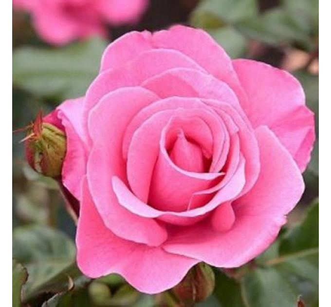 Саженцы роз сорт Роза Marco (Марко)