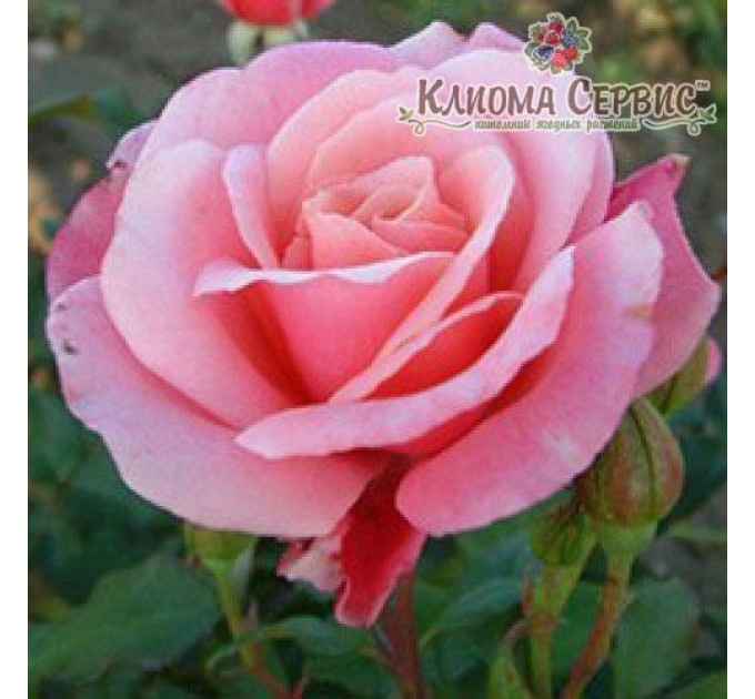 Саженцы роз сорт Роза Marco (Марко)