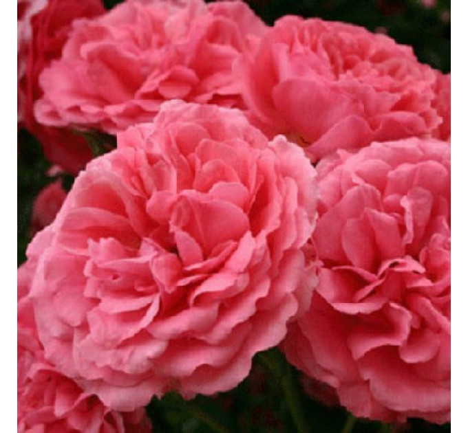 Саженцы роз сорт Rosarium Uetersen (Розариум Юстерсейн)