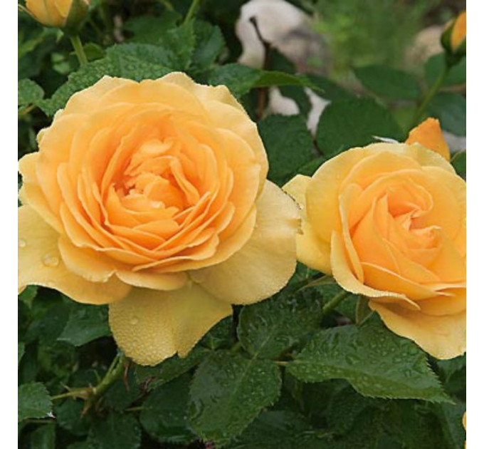 Саженцы роз сорт Julia Child (Джулия Чайльд)