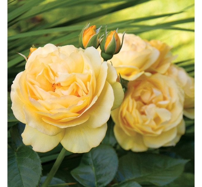 Саженцы роз сорт Julia Child (Джулия Чайльд)