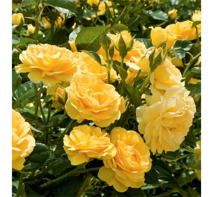 Саженцы роз сорт Julia Child (Джулия Чайльд)