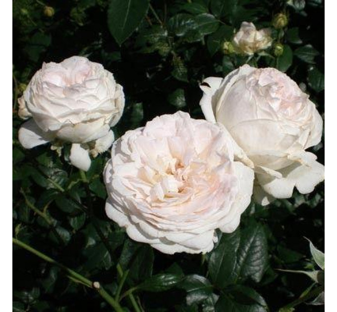 Роза флорибунда Шнеевитхен (Schneewittchen)