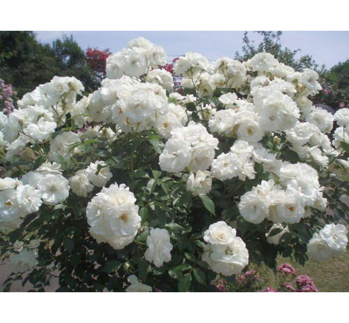 Роза флорибунда Шнеевитхен (Schneewittchen)