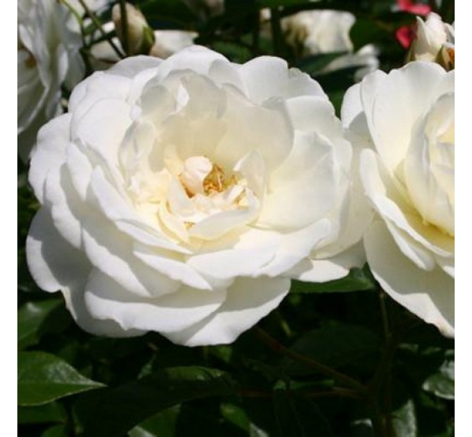 Роза флорибунда Шнеевитхен (Schneewittchen)