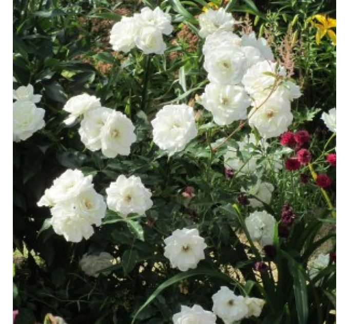 Роза флорибунда Шнеевитхен (Schneewittchen)