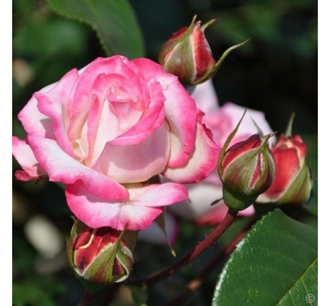 Саженцы роз сорт Laminuette (Ламинует)