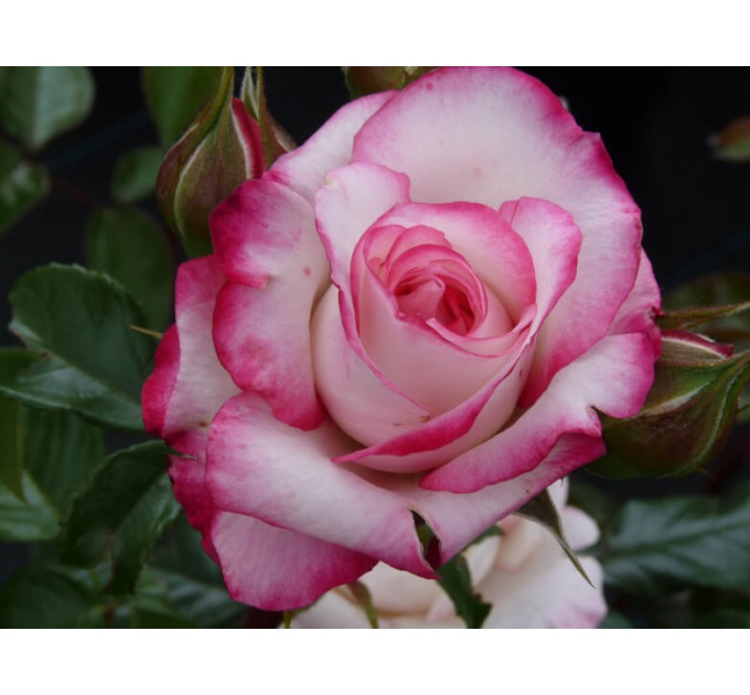 Саженцы роз сорт Laminuette (Ламинует)